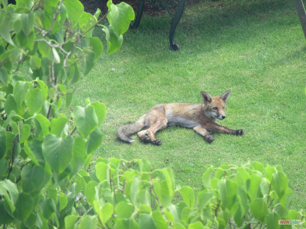 Fox in next door's garden